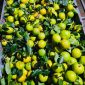 Cam Xoàn Lệ Thủy Quảng Bình