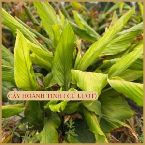 Tinh Bột Hoành Tinh Nguyên Chất 100% - Bổ Tỳ Vị, Dưỡng Âm, Hỗ Trợ Tiêu Hóa - Hình ảnh 7