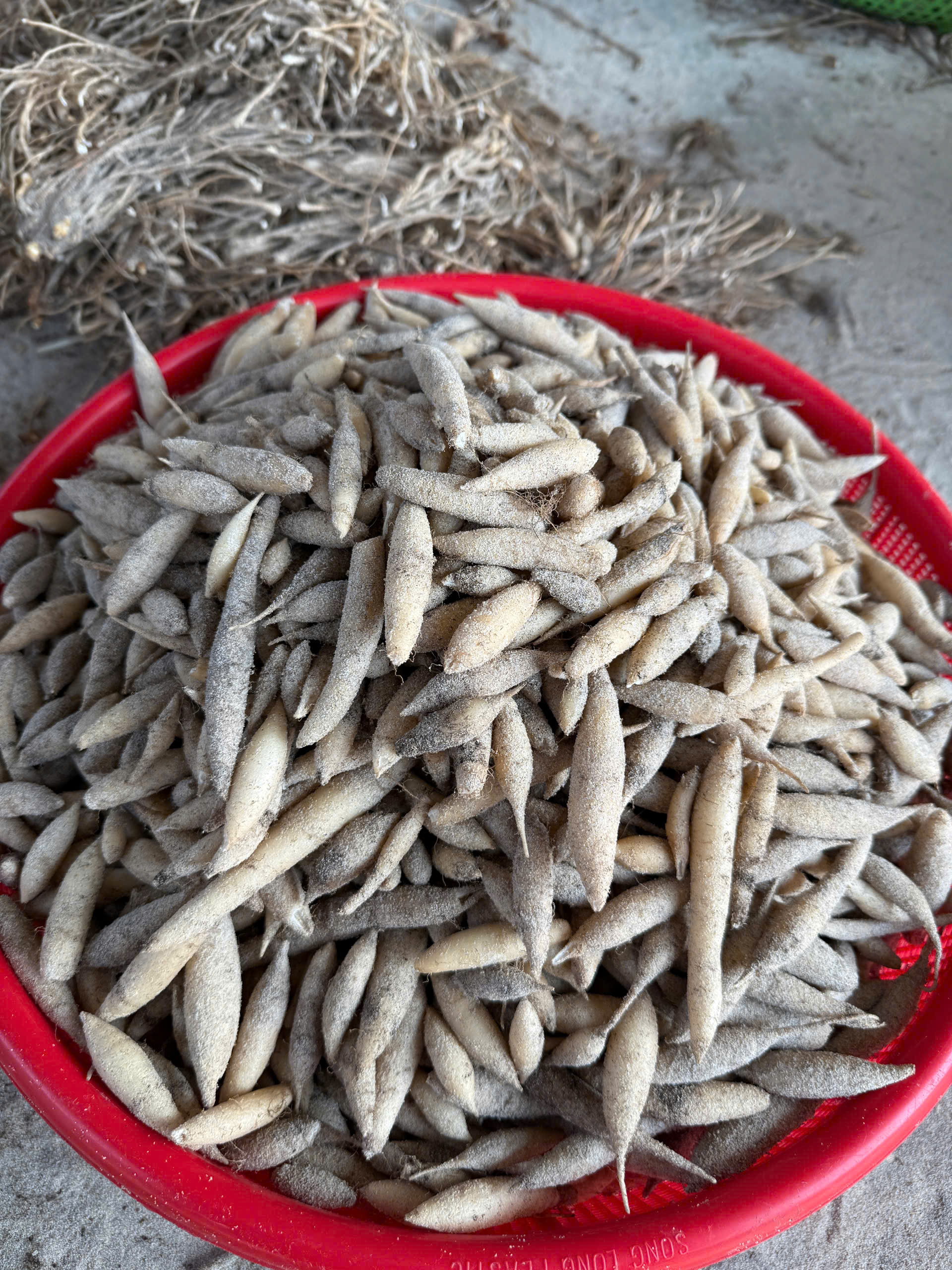 củ khoai lượt hoành tinh