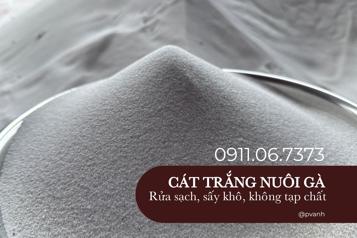mua cát trắng nuôi gà